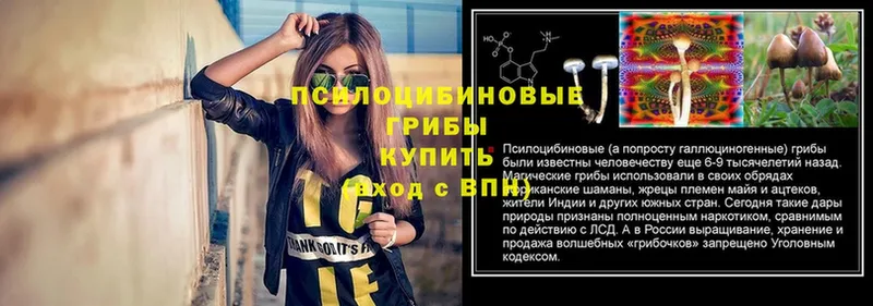 Галлюциногенные грибы Psilocybe  Тара 